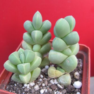 Corpuscularia lehmannii 3 рослини разом