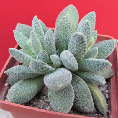Crassula tecta hybr.