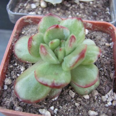 Echeveria   Puli lindsayana