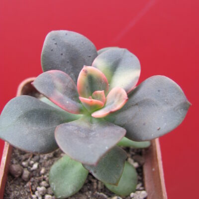 Echeveria – Сторінка 2 – Cactus-shop