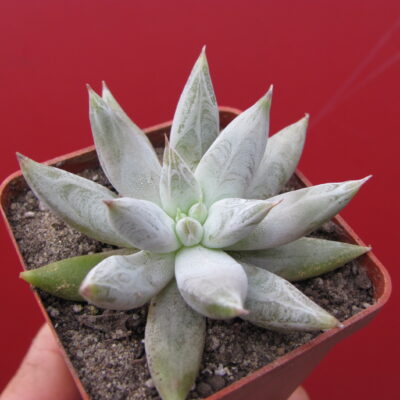 Echeveria – Сторінка 2 – Cactus-shop