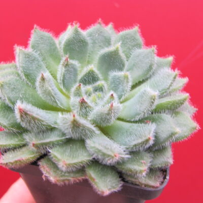 echeveria 初期プルオーバー グレー 2 Echeveria – Сторінка 2 – Cactus-shop