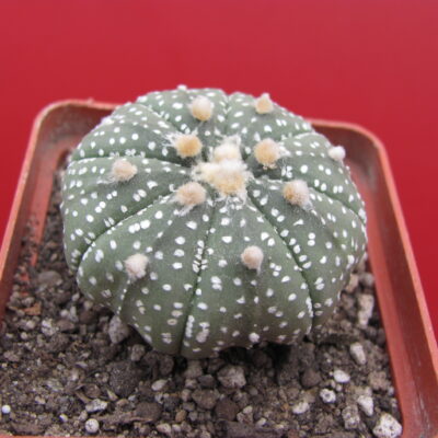 Astrophytum asterias