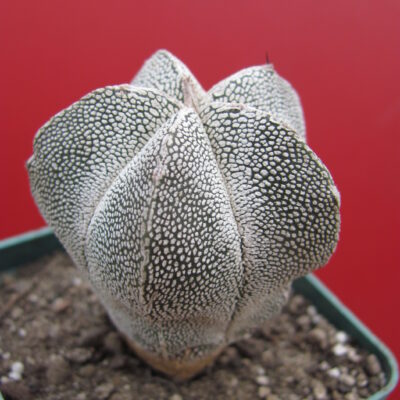 Astrophytum onzuka
