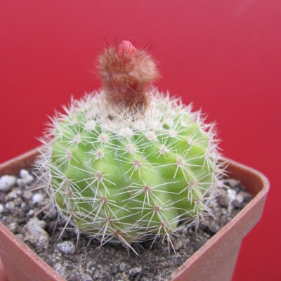 Parodia mairanana