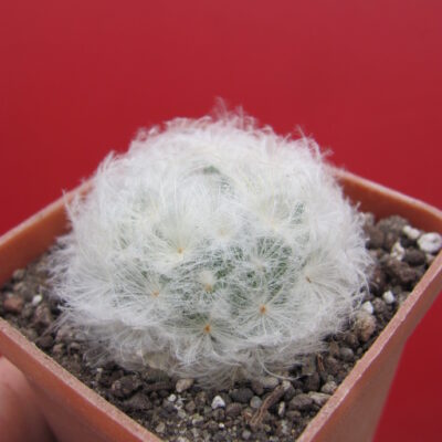 Mammillaria plumosa