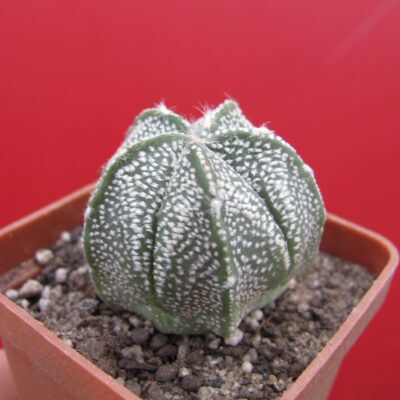 Astrophytum hybr.