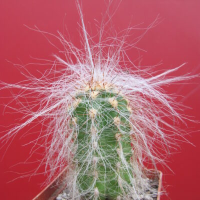 Oreocereus celsianus