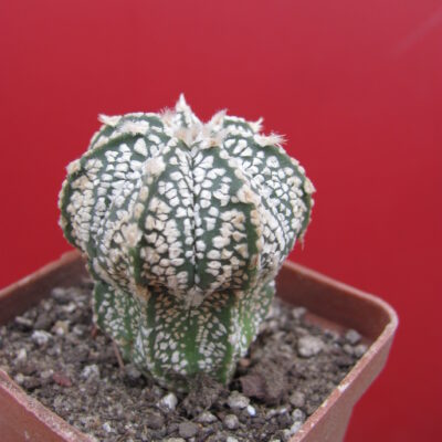 Astrophytum Super Kabuto hybr.