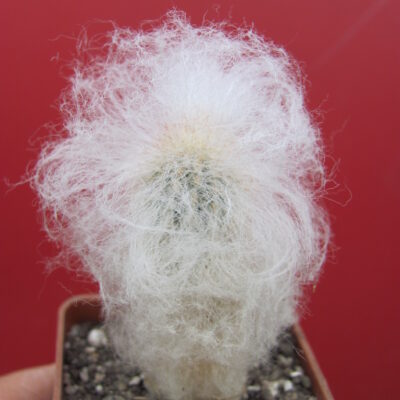 Espostoa melanostele