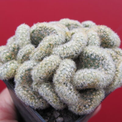 Mammillaria elongata cristata