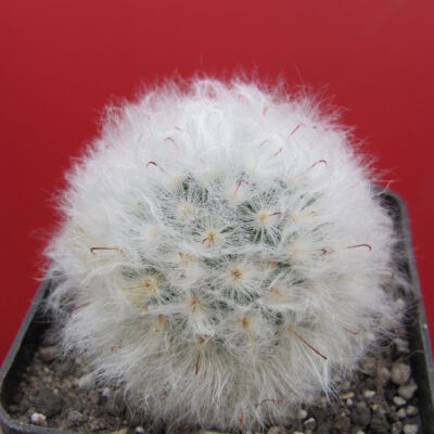 Mammillaria multilanata