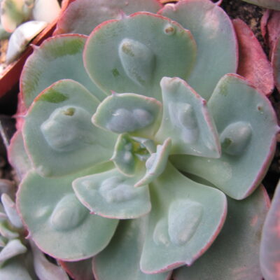 echeveria *Heards Delight*