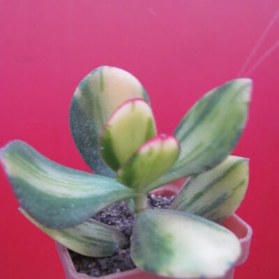 Crassula Solana