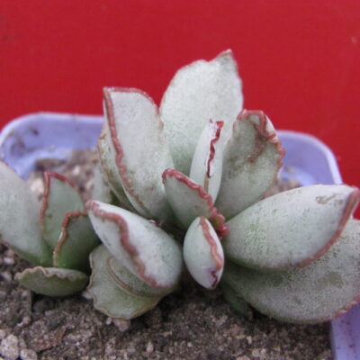 Adromischus schuldtianus