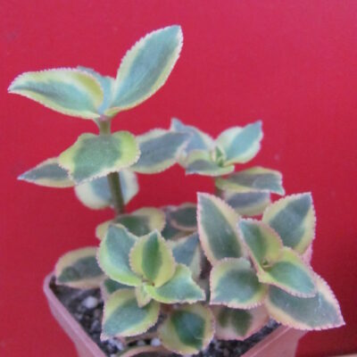 Crassula *Comet*