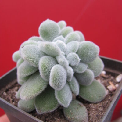 Echeveria Frosty cristata