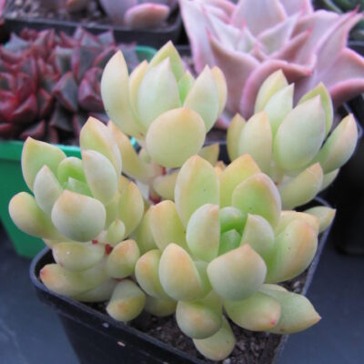 Sedum adolphii
