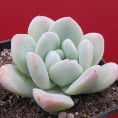 Echeveria hybr. #19