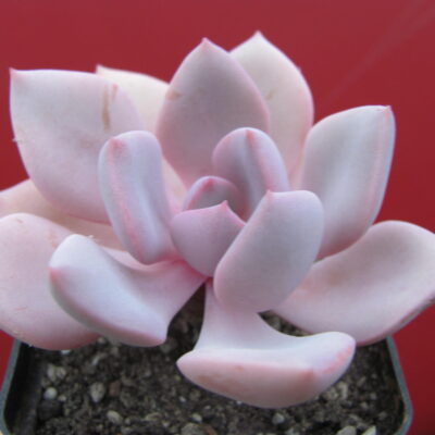 Echeveria Debbie