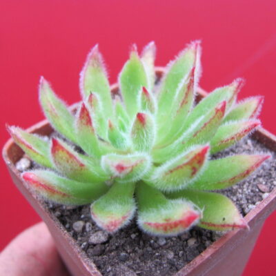 Echeveria Set Oliver