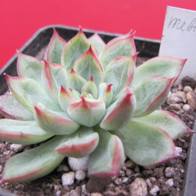 Echeveria Mebina