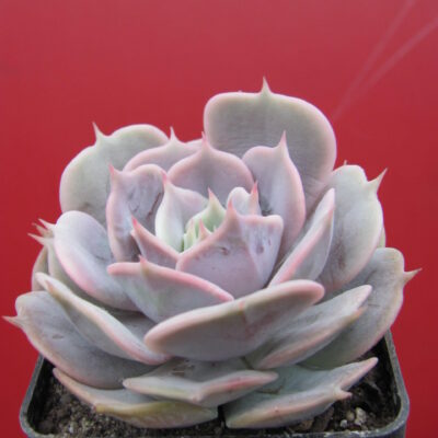 Echeveria hybr.