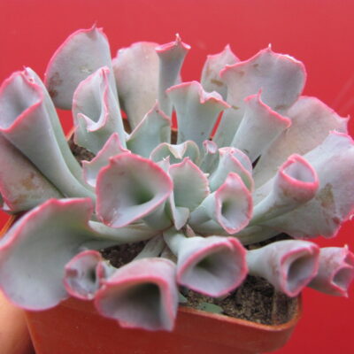 Echeveria Trumpet Pinky