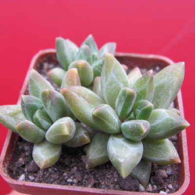 Pachyphytum compactum *Purple Diamond*