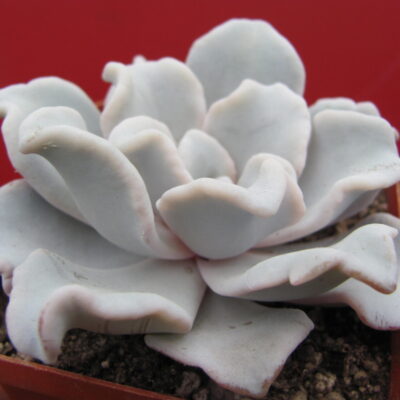 Echeveria Crispate Beauty