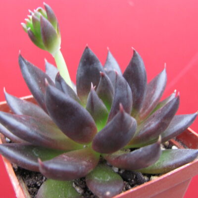 Echeveria Black Prince