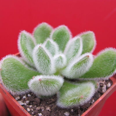 Echeveria Doris Taylor