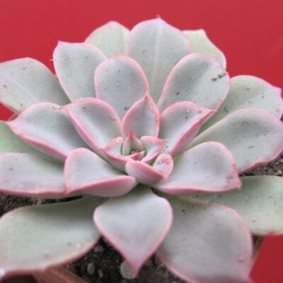 Echeveria Fantastic Fountein