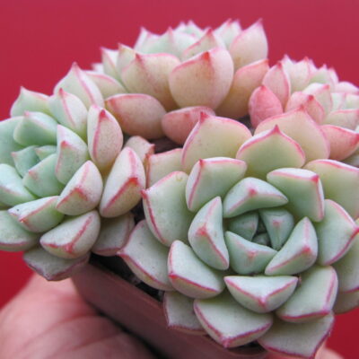 Echeveria *Panda Face*