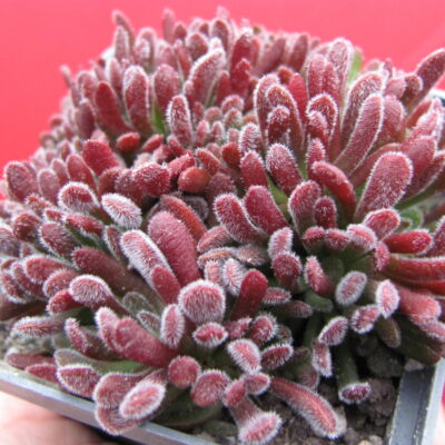 Crassula pubescens