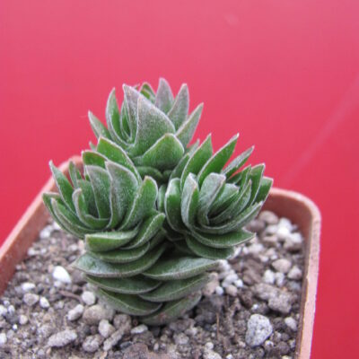 Crassula Buddhas Temple