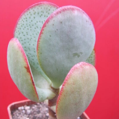 Crassula arborescens *Silver Dollar*