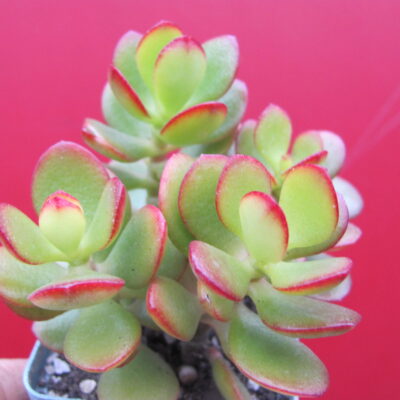 Crassula ovata *Minor*