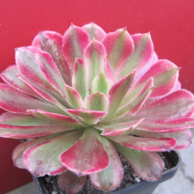 Aeonium Mardi Gras