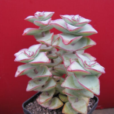 Crassula perforata *String of Buttons*