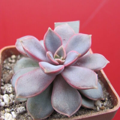 Echeveria Mina
