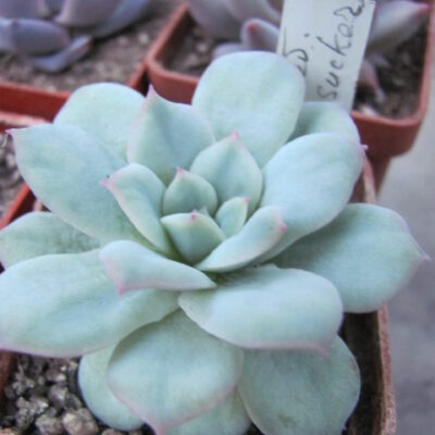Echeveria *Seersucker*