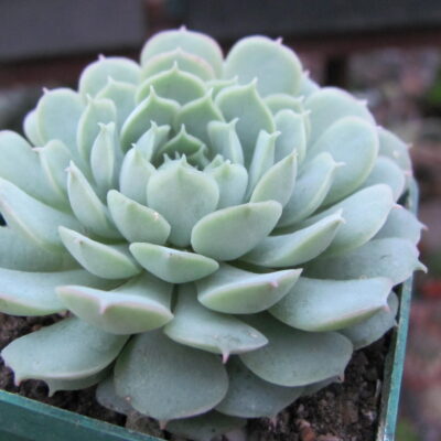 Echeveria *Amazing Grace*