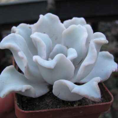 Echeveria Crispate Beauty