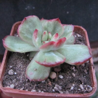 Echeveria Puli lindsayana