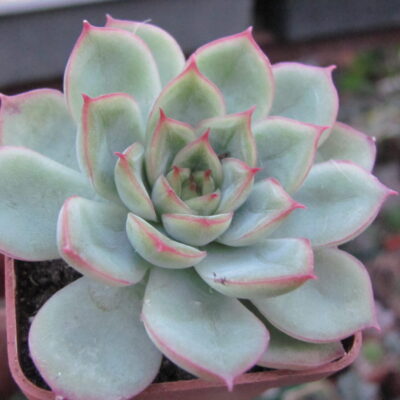 Echeveria *Ice Angel*