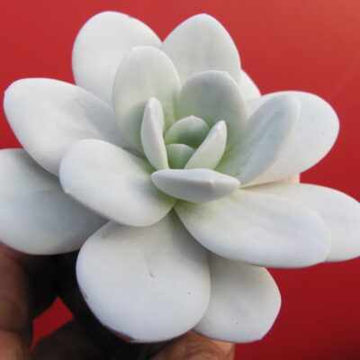 Echeveria Laui