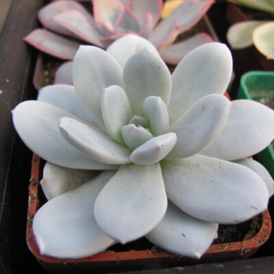 Echeveria Laui