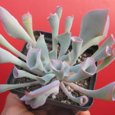 Echeveria *Magic Flute*