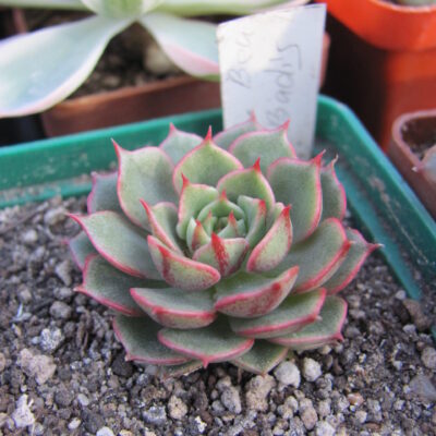 Echeveria Ben Badis